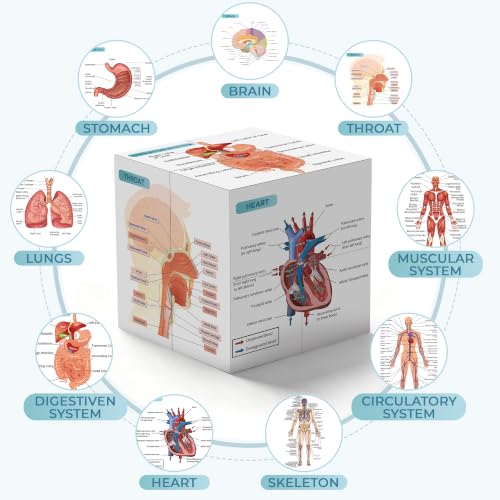Aliwovo Medical Student Human Anatomy 3.93" Cube Anatomy Poster Set Heart,Brain,Lung,Stomach,Throat,Muscular,Skeletal,Digestive,Circulatory,Gifts For Medical Students, Nurse