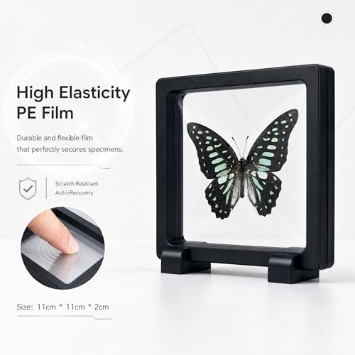 1pc Authentic Butterfly Specimen PE Film Suspension Box Modern Home Decor Gift for Teachers Biology Classroom Visual Aid (Graphium doson Butterfly) - color: Graphium Doson Butterfly