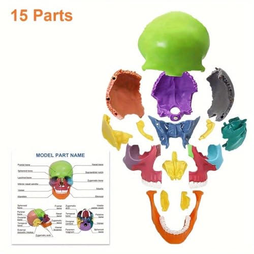 Anatomical Skull Model 15 Parts Human Color Exploded Assembly Palm-Sized