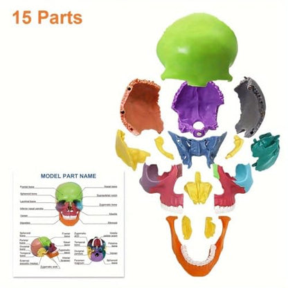 Anatomical Skull Model 15 Parts Human Color Exploded Assembly Palm-Sized