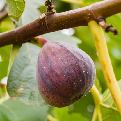 Fig Tree Collection (4 Pack) Edible Fruit Plant from Our Optimal Picks | Easy to Grow Plants for Sustainable Living | Grow Your own Food on Your Edible Organic Garden | Live for Planting | No Seeds - style: Collection
