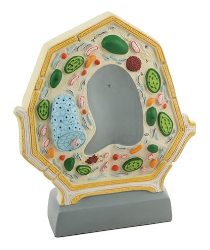 Eisco 3D Plant Cell Model, Numbered Organelles, Free-Standing, 10.5" x 8.5"