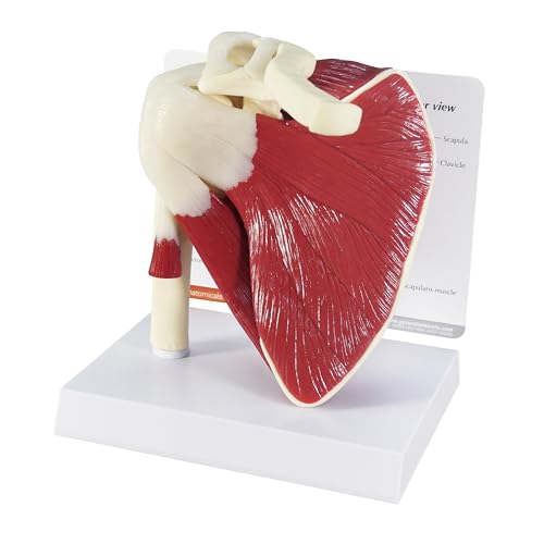GPI Anatomicals Muscled Shoulder Model, Right Shoulder Joint - style: Muscled Shoulder