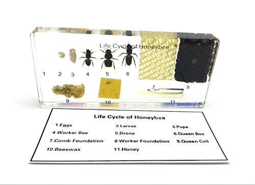 Lifecycle of a Honey Bee Science Classroom Specimens for Science Education