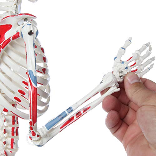 Axis Scientific Mini Human Skeleton Model with Metal Stand, 31" Tall, Painted and Numbered Muscle Insertion and Origin Points, Product Manual for Study