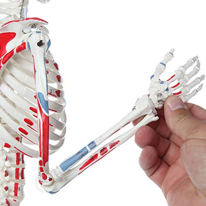Axis Scientific Mini Human Skeleton Model with Metal Stand, 31" Tall, Painted and Numbered Muscle Insertion and Origin Points, Product Manual for Study