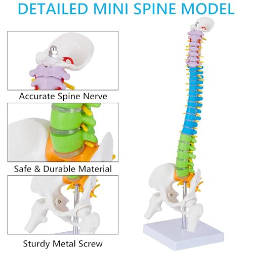 Mini Spine Anatomy Model - 15.5’’ Miniature Human Color Spine Model with All Nerves for Medical Learning - Vertebra Spine Model for Instruction Teaching, Study and Display