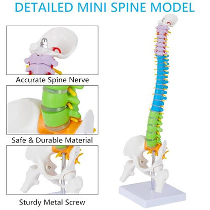 Mini Spine Anatomy Model - 15.5’’ Miniature Human Color Spine Model with All Nerves for Medical Learning - Vertebra Spine Model for Instruction Teaching, Study and Display