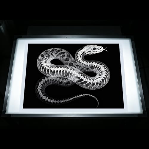 Thematic Animal X-Rays, Set of 16, Simulation Specimen, Science Education Materials for Kindergarten & Preschool, Light Table Accessories, Montessori & Reggio-Inspired (Wild Animals) - color: Wild animals