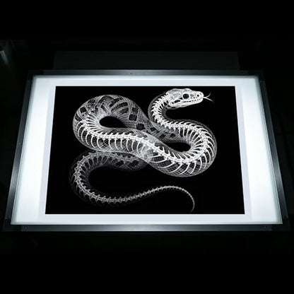 Thematic Animal X-Rays, Set of 16, Simulation Specimen, Science Education Materials for Kindergarten & Preschool, Light Table Accessories, Montessori & Reggio-Inspired (Wild Animals) - color: Wild animals