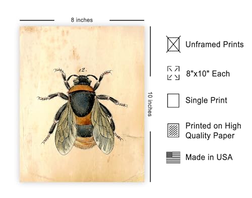 Poster Master Vintage Bee Poster - Retro Bumblebee Print - Entomology Art - Insect Art - Gift for Men, Women & Animal Lover - Minimal Decor for Living Room, Bedroom or Office - 8x10 UNFRAMED Wall Art - color: Style-12, size: 8"L x 10"W