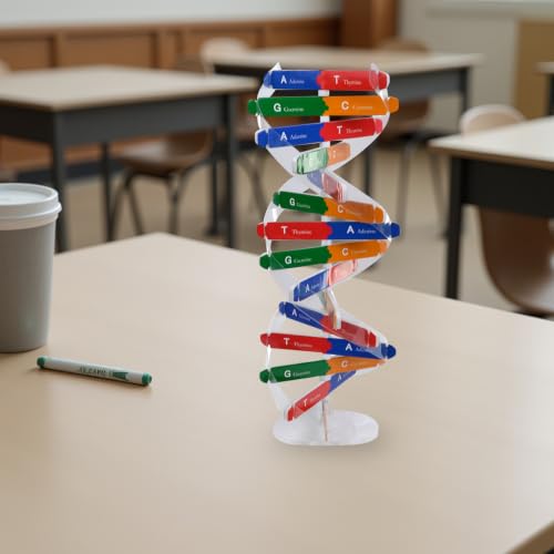 DNA Model Kit Double Helix Model Self-Assembling Science Plaything for Classroom Teaching Human Genes Learning Aid Biology Experiment Accessory for Students