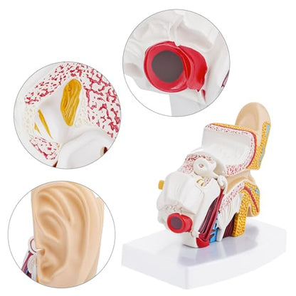 QWORK Ear Model, 1.5X Enlarged Human Ear Anatomy Model, Detailed PVC Structure with Hand-Painted Finish Inner Ear Model