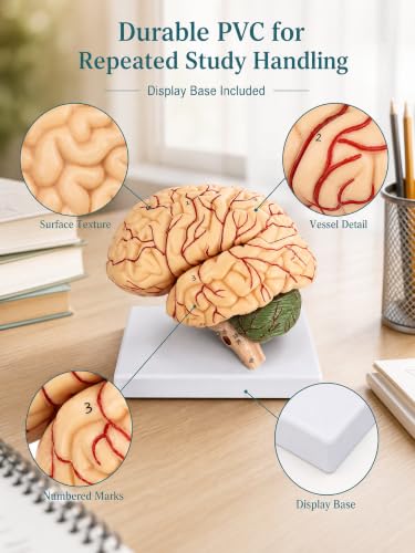 Human Brain Model, 41 Numbered Brain Anatomy Model, Life-Size, 8 Parts