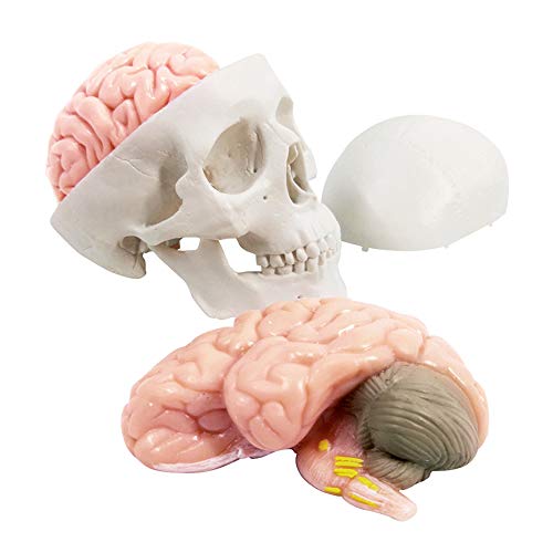 2026 New Human Skull Model, 3 Part With 2-Part Brain, Half Life Size