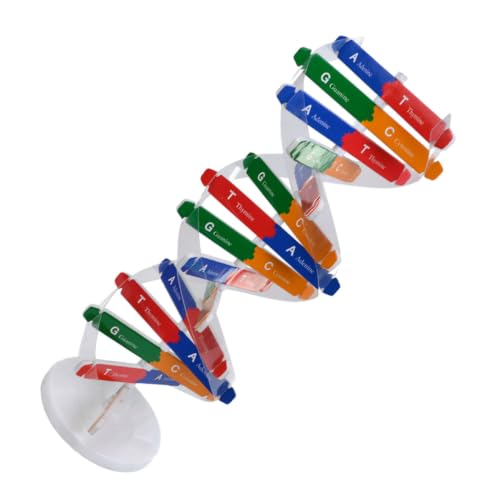 DNA Model Kit Double Helix Model Self-Assembling Science Plaything for Classroom Teaching Human Genes Learning Aid Biology Experiment Accessory for Students