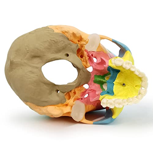 NEW HORIZON Anatomy Skull Model,Human Medical Skull Model Dental ClinicTeaching Equipment,Medical Teaching Learning
