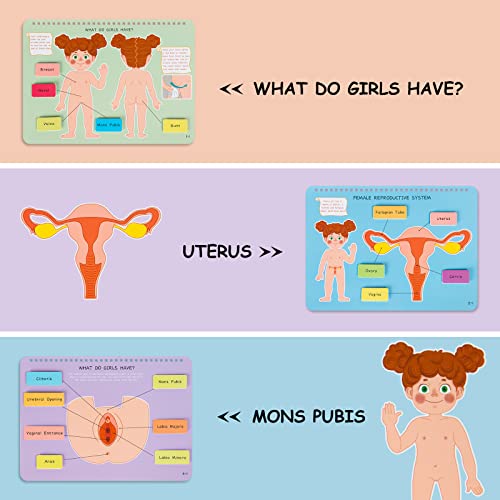 Freebear Montessori Busy Book for Kids, Human Body Anatomy Book for Toddlers, Preshool Kindergarten Learning Activities, Autism Sensory Toys, Gifts for Girls and Boys 4-7 Years- Human Body Procreation - style: Human Body Procreation