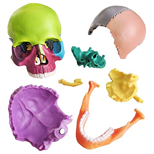 New Anatomy Skull Model 15 Parts Human Color Exploded Skull Detachable - color: Colorful Skull
