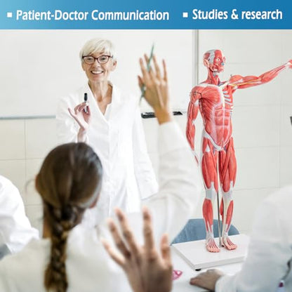 Half Life Size Human Muscular System Model with Removable Organ