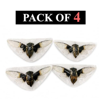 4 Real Cicada Specimens Unmounted Open Wings Taxidermy Bugs Set VE102X4 - color: 4 Beetle #102