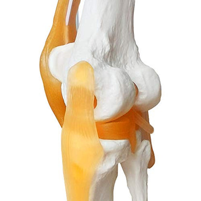 EVOTECH SCIENTIFIC Human Functional Knee Joint Model w/Ligament, Life Size