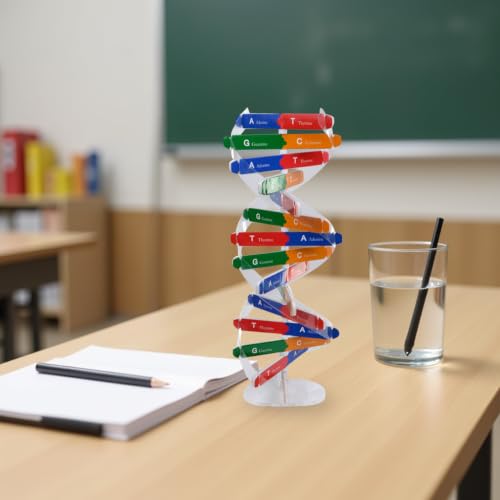 DNA Model Kit Double Helix Model Self-Assembling Science Plaything for Classroom Teaching Human Genes Learning Aid Biology Experiment Accessory for Students