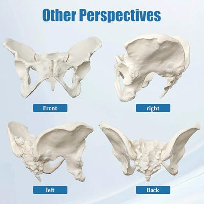 Female Pelvis Model On Elastic, 2/3 Life Size Female Pelvic Skeleton Model W/Bungee Anatomy Medical for Obstetrics Gynecology Patient Communication Orthopedic Studying School Teaching Display - size: Life Size Pelvis Model