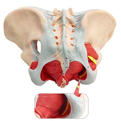 Female Pelvis Muscle Model, with Pelvis/Pelvic Floor Muscle/Perineum