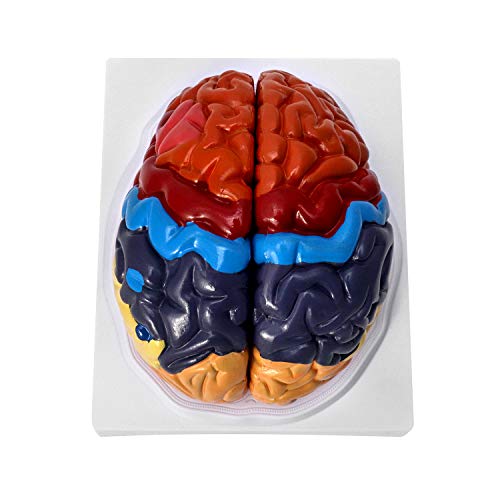 QWORK Life-Size Human Brain Anatomical Model, Color-Coded Partitioned Brain, 2 Parts, Anatomically Accurate Brain Model for Science Study Display Teaching