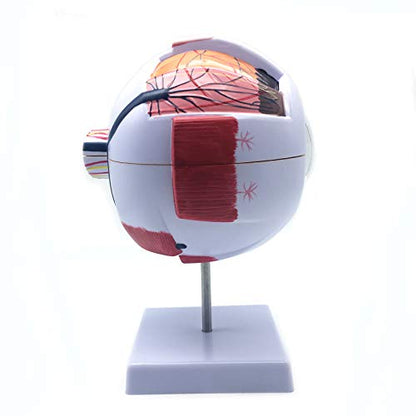 XINDAM 6X Enlarged Human Eye Anatomical Model - Accurate Anatomy for Science Classroom Study, Display, Teaching Medical Model