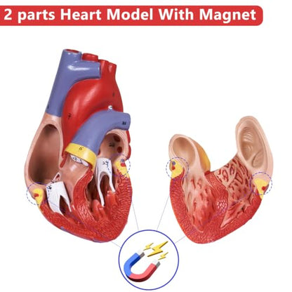 breesky Scientific Human Heart Model 2-Part Life Size Human Heart Replica Color Printed Held Together with Magnets & Mounted Display Base