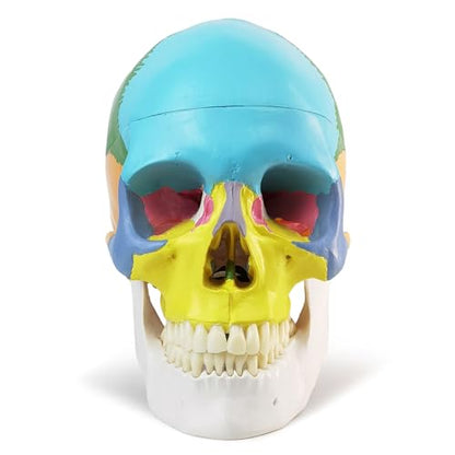 2026 New Anatomy Skull Model Human Medical Skull Model