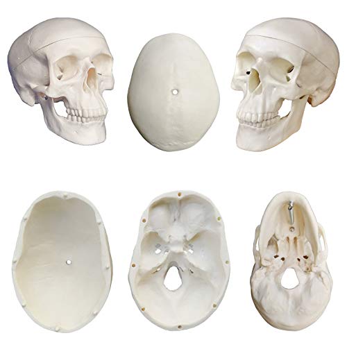 Human Skeleton Model mini 33.5" Compact Desktop Size Anatomical Chart for Student Home Study