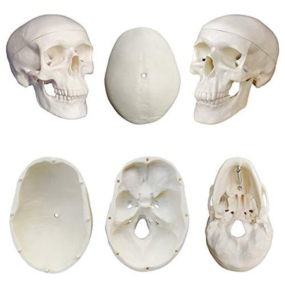 Human Skeleton Model mini 33.5" Compact Desktop Size Anatomical Chart for Student Home Study