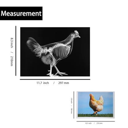 Thematic Animal X-Rays, Set of 16, Simulation Specimen, Science Education Materials for Kindergarten & Preschool, Light Table Accessories, Montessori & Reggio-Inspired (Farm Animals) - color: Farm animals