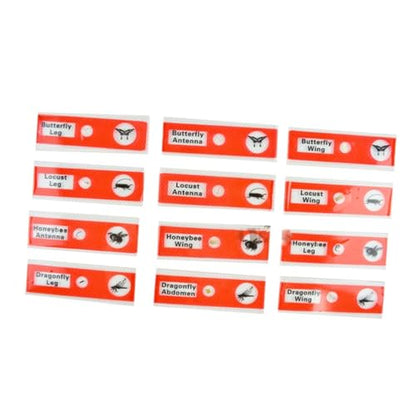 Kids Microscope Accessories 12pcs Plastic Slides Prepared Specimens Set