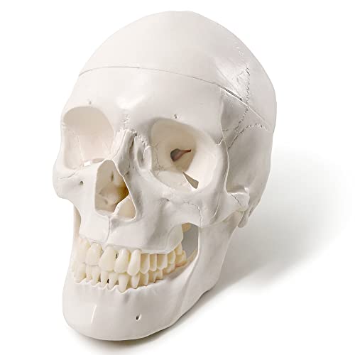 Human Anatomy Skeleton Model, 67 Inches / 170Cm, 1:1 Life Size