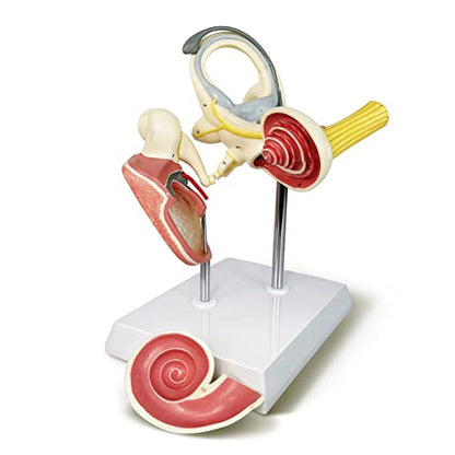 Inner Ear Model Labyrinth Model, Anatomical Ear Internal Structure Model - color: Inner Ear W/Tympanic Membrane