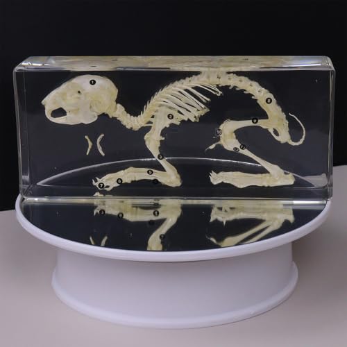 Real Rabbit Skeleton Specimen in Resin-Real Animal Bones for Biology Science Education, Anatomy Study, Gothic Home Decor & Unique Gift,Animal Skull(7.87×3.54×1.57) - color: Rabbit skeleton