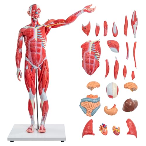 Half Life Size Human Muscular System Model with Removable Organ