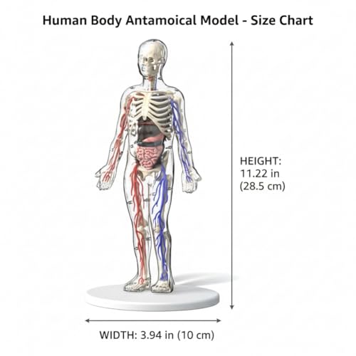 Clear Human Body Structure Model - Max 43-Piece Set, Removable Organs Bones & Transparent, DIY Assembled Human Torso Organ Model, 3D Human Body Skeleton Model for Anatomy (Full Organ Set)