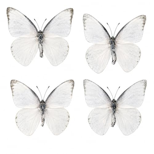 4 Real White Butterfly Specimens Mounted Insect Taxidermy BUOM130X4 - color: 4 Butterfly #130
