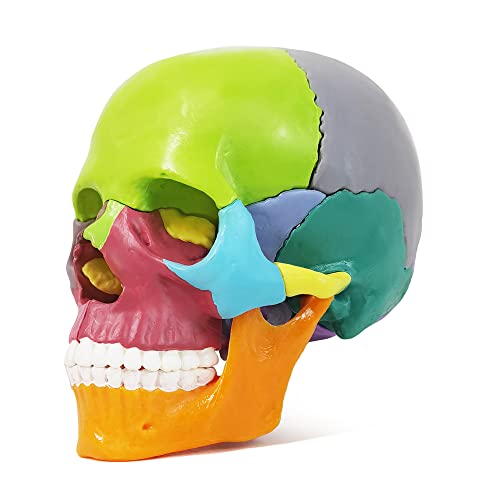 Human Skull Anatomy Model, 15 Parts, 1:2 Life Size, for Adult