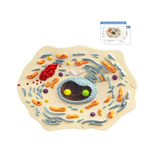 Animal Cell Anatomy Model, Cross-Section Animal Cell Model with Nucleus, Endoplasmic Reticulum, Mitochondria, Ribosomes, Golgi Apparatus, and Centrioles, for Classrooms and Laboratories Learning