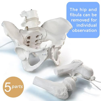 Movable Female Pelvis Model w/Elastic Two Movable Femur Heads and Joints, Life Size Female Pelvic Anatomy Model for Science Education, Midwife in Obstetrics, Gynecology Patient Communication