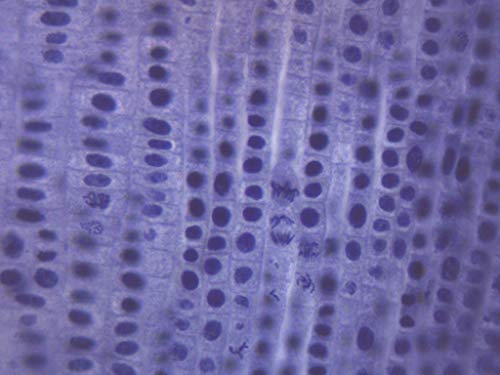 EISCO Allium Root Tips, Mitosis - Prepared Microscope Slide - 75 x 25mm - Biology & Microscopy - size: Single Slide