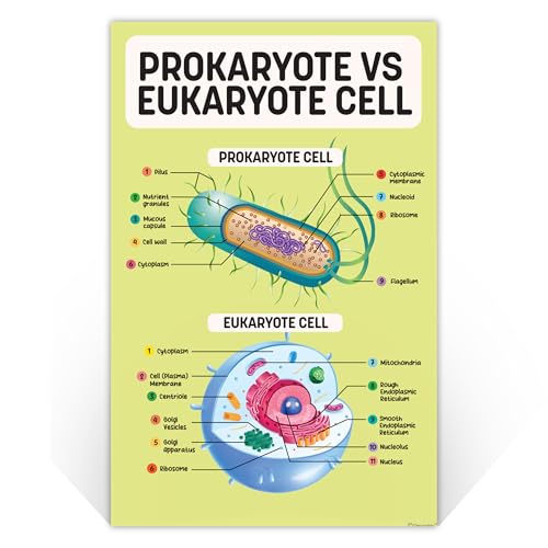 Decorably 16 Biology Posters High School, Elementary Decorations