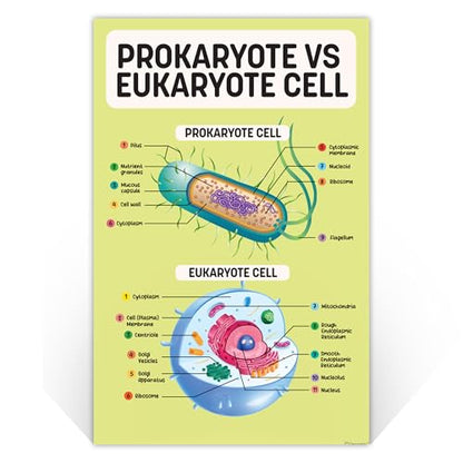 Decorably 16 Biology Posters High School, Elementary Decorations