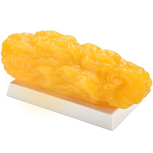 SimCoach 5 lb Human Body Fat Model Replica